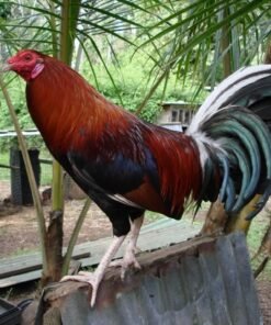 Buy Lacy Roundhead Rooster