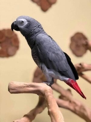 Buy Male African Grey For Sale