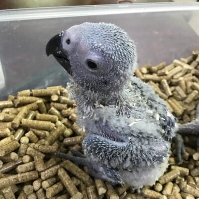 female African Grey For Sale