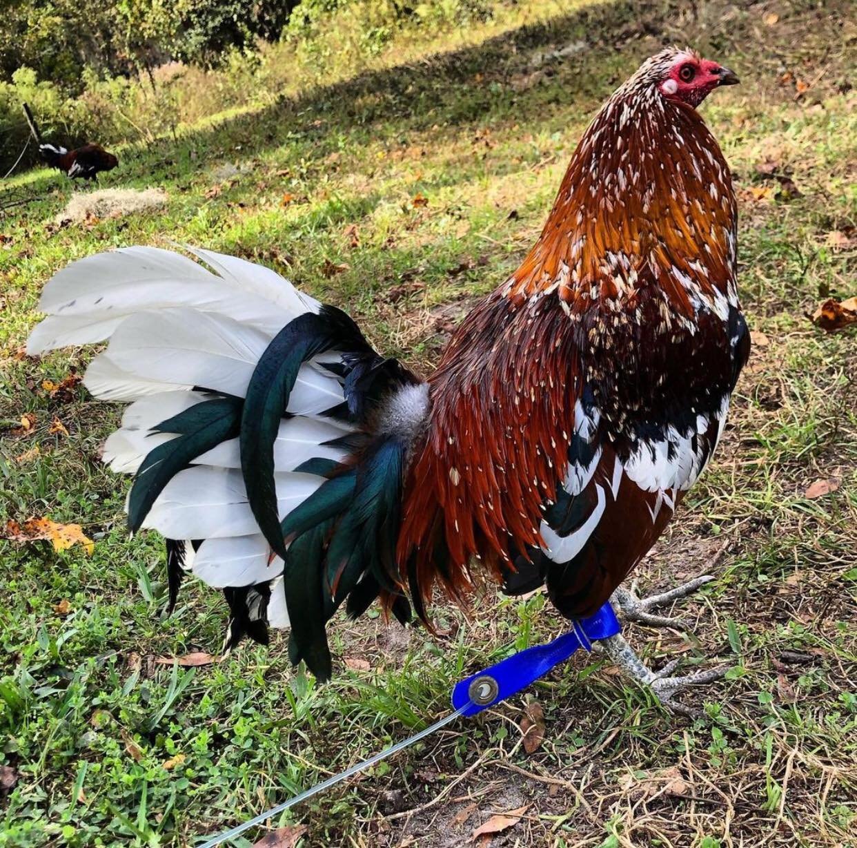 Morgan Whitehackle Gamefowl For Sale | 1 Best gamefowl