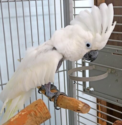 Umbrella Cockatoo For Sale